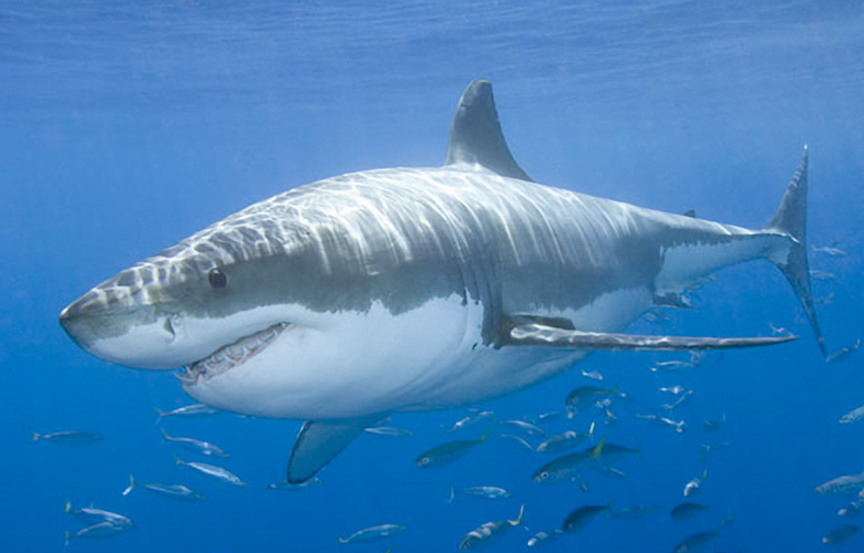23 Killer Business Lessons from Shark Tank